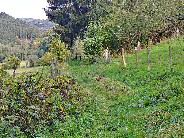 Bild Nr. 11